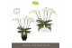 Phalaenopsis wit Theatro Classico - 5 tak, 35+ bloem - Abruzzo Black A 