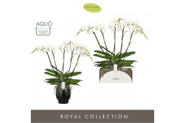 Phalaenopsis wit Theatro Classico - 5 tak, 35+ bloem - Abruzzo Black A