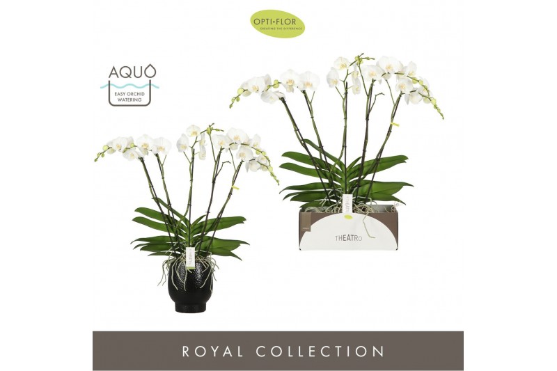 Phalaenopsis wit Theatro Classico - 5 tak, 35+ bloem - Abruzzo Black A 