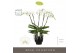 Phalaenopsis wit Theatro Classico - 5 tak, 35+ bloem - Abruzzo Black A 