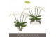 Phalaenopsis wit Theatro Classico - 5 tak, 35+ bloem 