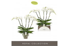 Phalaenopsis wit Theatro Classico - 5 tak, 35+ bloem