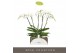Phalaenopsis wit Theatro Classico - 5 tak, 35+ bloem 