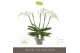 Phalaenopsis wit Theatro Classico - 5 tak, 35+ bloem 