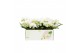 Phalaenopsis anthura madrid 3 tak bo shorty 