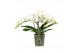 Phalaenopsis anthura madrid 3 tak bo shorty 