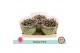 Chrysanthemum ind. giro time classic pink 