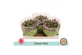 Chrysanthemum ind. giro time classic pink