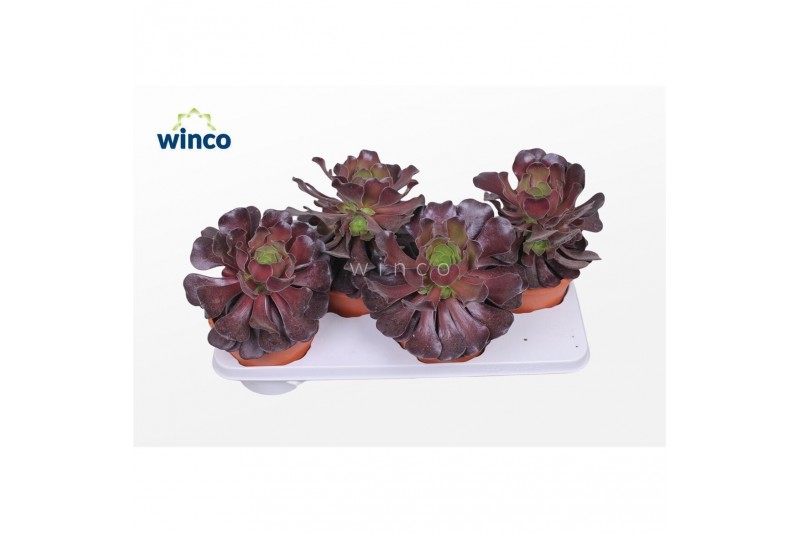 Aeonium Aeonium Ab. Velours 