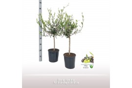 Olea europaea Olea op stam