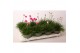 Armeria maritima invarietie 2 mix 