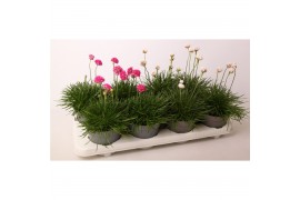 Armeria maritima invarietie 2 mix