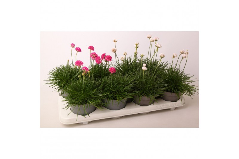 Armeria maritima invarietie 2 mix 