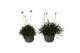Armeria maritima invarietie 2 mix 