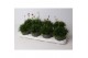 Armeria maritima invarietie 2 mix 