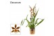 Colmanara orchid Cambria 3 tak Gold Rush (Decorum) 3 tak/plnt 