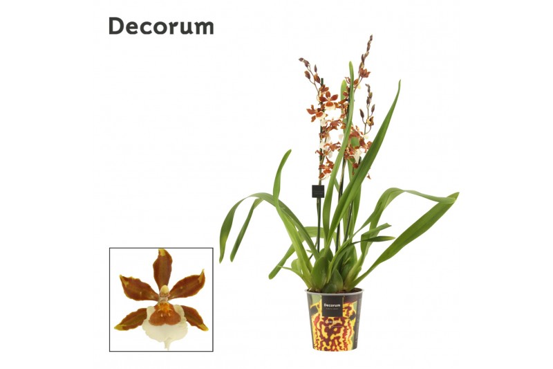 Colmanara orchid Cambria 3 tak Gold Rush (Decorum) 3 tak/plnt Colmanara orchid Cambria 3 tak Gold Rush (Decorum) 3 tak/plnt