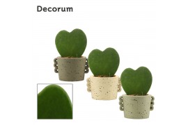 Hoya kerrii single in dione nature world decorum