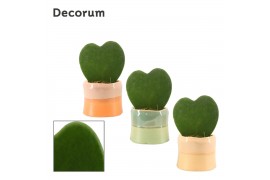 Hoya kerrii single in evita craft world decorum