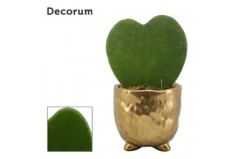Hoya kerrii single in Sigma decorum