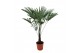 Trachycarpus fortunei 
