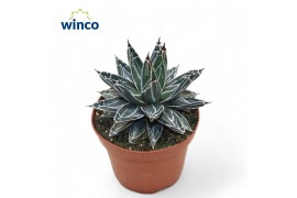 Agave victoriae-reginae
