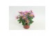 Chrysanthemum ind. splash intense 