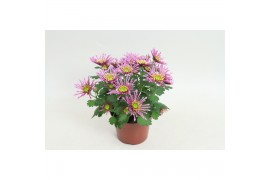 Chrysanthemum ind. splash intense