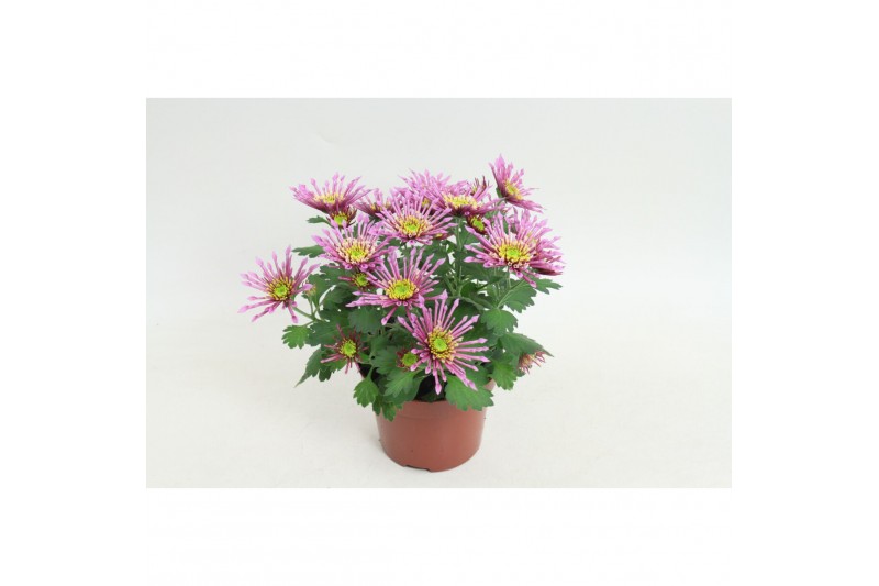 Chrysanthemum ind. splash intense 