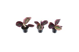Calathea princess jesse decorum