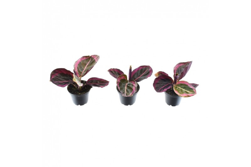 Calathea princess jesse decorum 