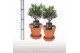Olea europaea Olea struik TC Pot + Schotel 