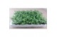 Sedum sieboldii 