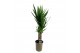 Yucca 60-35 - Toef 