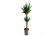 Yucca 90-45 - Toef 
