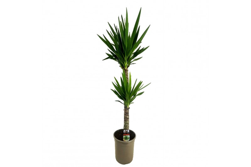 Yucca 90-45 - Toef 