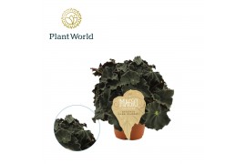 Begonia blad magic colours dark mambo Begonia rex Dark Mambo 12cm 3 pp