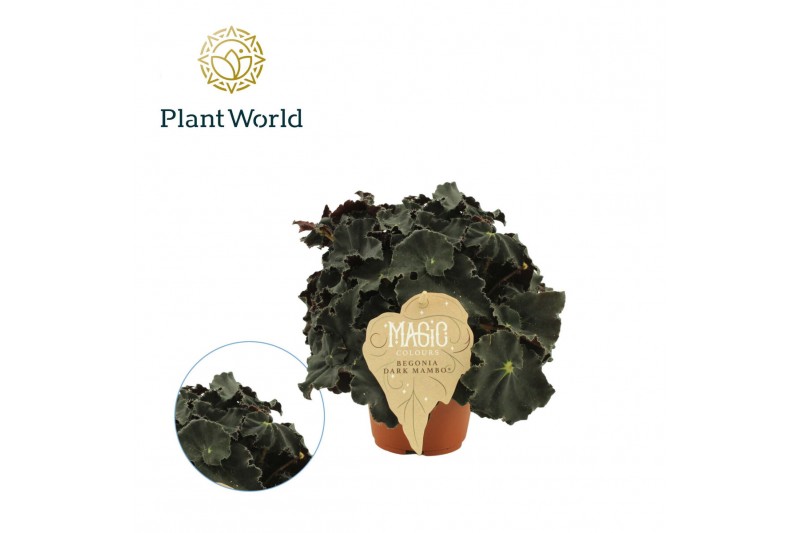 Begonia blad magic colours dark mambo Begonia rex Dark Mambo 12cm 3 pp Begonia blad magic colours dark mambo Begonia rex Dark Mambo 12cm 3 pp