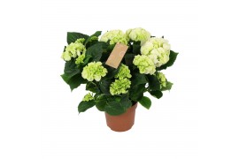 Hydrangea macr. schneeball Wit 9-10 Bloem