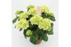 Hydrangea macr. schneeball Wit 9-10 Bloem 