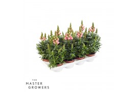 Antirrhinum majus roze
