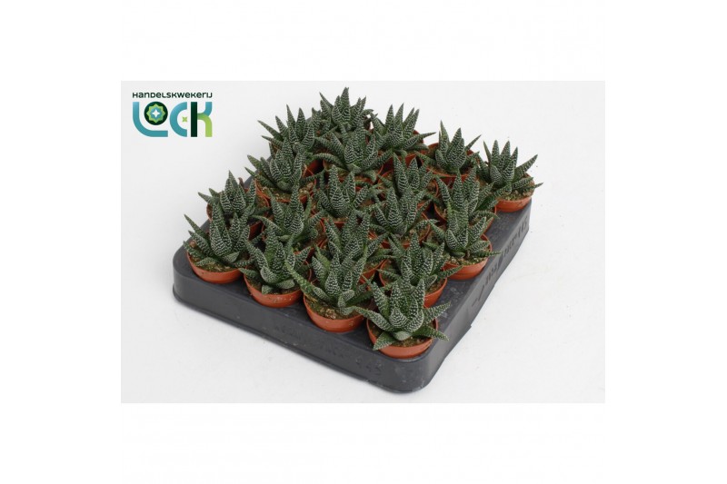 Haworthia Margaritifera 