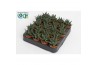 Haworthia Margaritifera