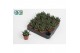 Haworthia Margaritifera 