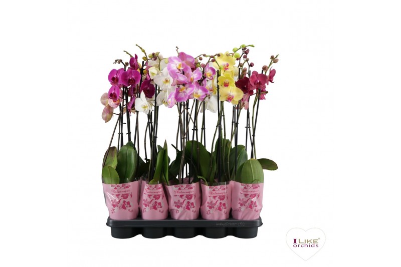 Phalaenopsis mix A2 - 2 tak - 75/80cm 