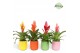 Vriesea mix Vriesea Happy Siena 
