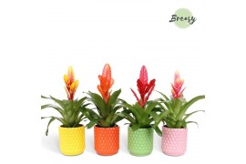 Vriesea mix Vriesea Happy Siena