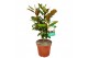 Magnolia Grandiflora "little gem" 4 tak/plnt 