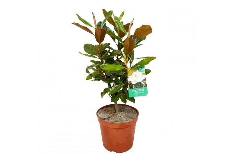 Magnolia Grandiflora "little gem" 4 tak/plnt Magnolia Grandiflora "little gem" 4 tak/plnt