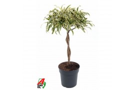 Dracaena reflexa song of india gevlochten stam